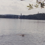 Retriever swimming dog