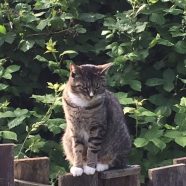 The Tale of Thomasina Bug – or why artistic productivity is taking second place to other challenges this year.